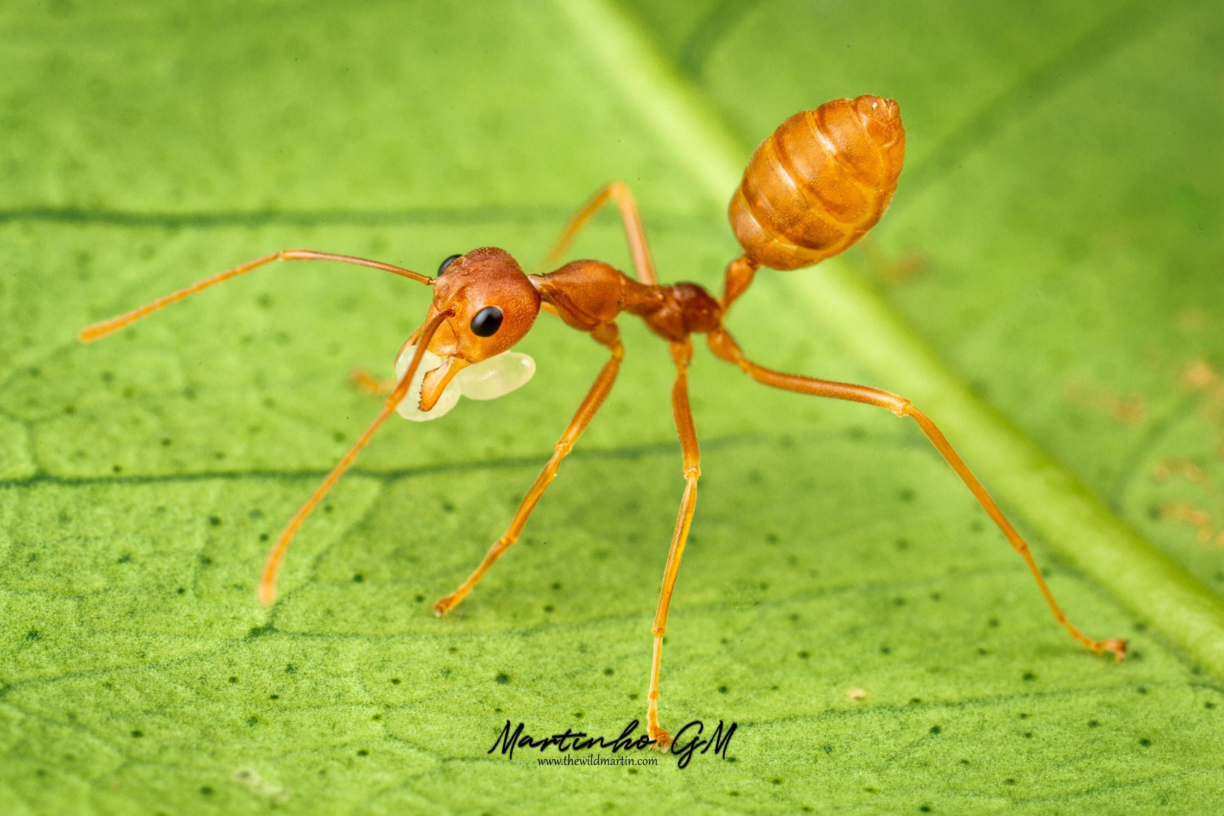 weaver ants